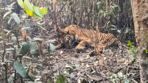 What should happen to rescued tigers after recovery?