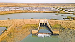1.-Vast-shrimp-farms.jpg