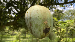 rain damages Fazli mango harvest