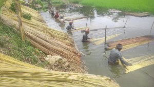 Bangladesh jute export potential