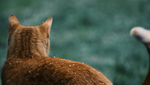 What every pet parent needs to know about fleas