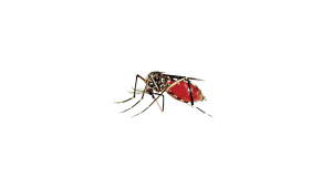 dengue.jpg