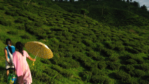 2. Tea Garden.jpg