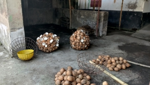 mills do not buy coconuts directly from farmers. Traders supply the coconuts, which the mills process, and then pay the traders according to the amount of oil extracted from them. Photo: Star