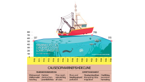 Bangladesh Marine Fish Catch Decline