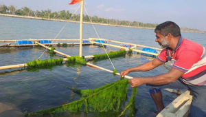 Patuakhali-seaweed-01.jpg