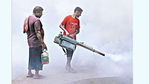 dengue.jpg