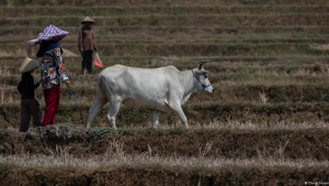 el_nino_java (1).jpg