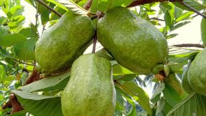 guava.jpg