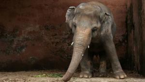 Kaavan-tells.jpg