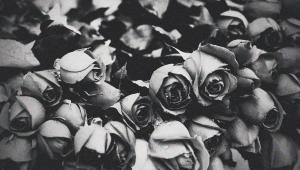 flower.jpg
