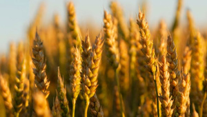 sustainable-food-system.jpg