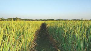 Aman yield projected to be less this year