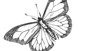 butterfly