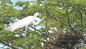 egret.jpg