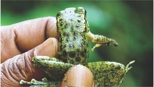 frog 1.jpg