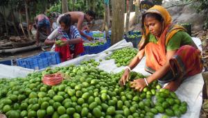 Jhalakathi-lemon-growers.jpg