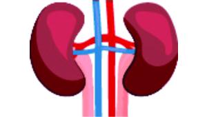 Kidney.jpg