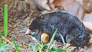 mole.jpg