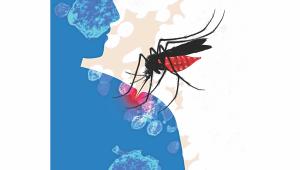 mosquito1.jpg