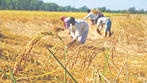 paddy field 1.jpg