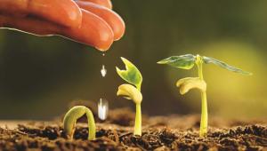 seed to plant