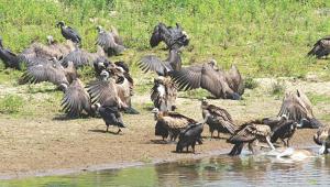 vultures.jpg