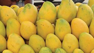 mango prices 