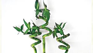 bamboo.jpg