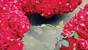 rose.jpg