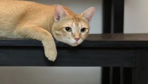 A cat lying down.