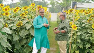 sunflower.jpg
