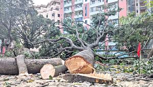 Five trees were felled under the supervision of Public Works Department officials near Shaheed Shahabuddin Road at Agargaon yesterday.