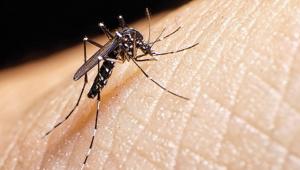 aedes-aegypti.jpg