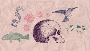 Elements of Anthropology and Sociology arranged in a composition.  