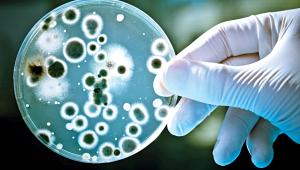 microbes.jpg