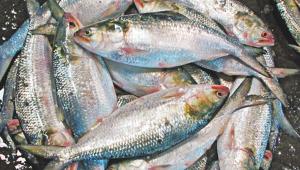 Like the refuse of the fish, the working class is also a refuse of the capitalist economy. FILE PHOTO: STAR