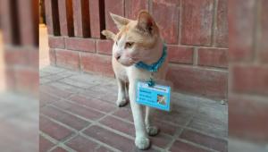 bracu_cat.jpg