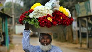 The roses of ‘Golaap Graam’