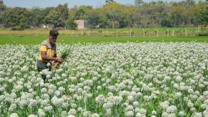Onion seeds may get expensive for low yield