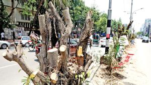 Trees are Dhaka’s saviours