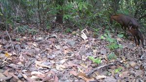 burmese_serow.jpg