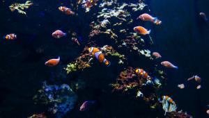 5 best water zoos in Asia you thought never existed          pexels-kelly-1179532-3311094.jpg