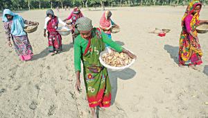 potato-cultivation-1.jpg