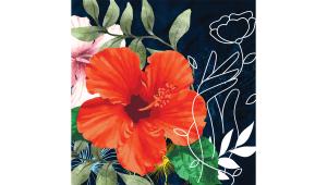 hibiscus-field.jpg
