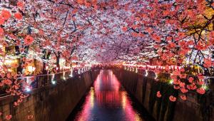 5 scenic Asian spots where cherry blossoms will take your breath away 