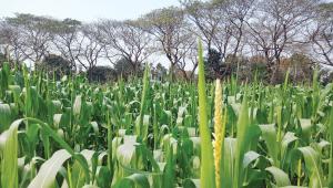maize-1.jpg