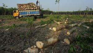 Can the govt restore Madhupur Sal Forest?