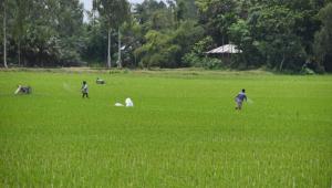 Climate change demands better forecasts for farmers