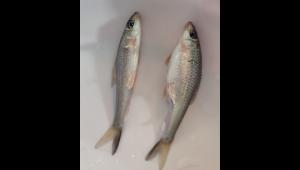 gotail-fish_7d86.jpg